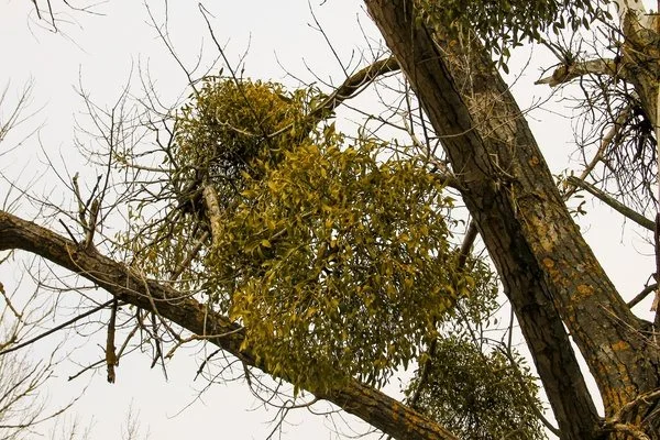 Reliable landscaping services Reliable landscaping services