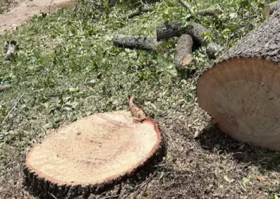 Top-notch landscape designer