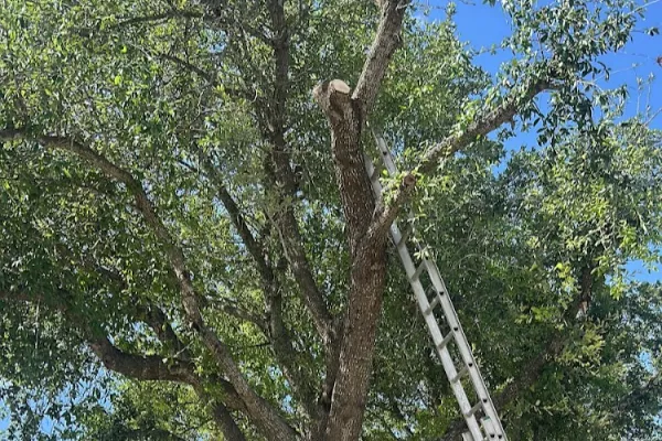 Tree Trimming Service