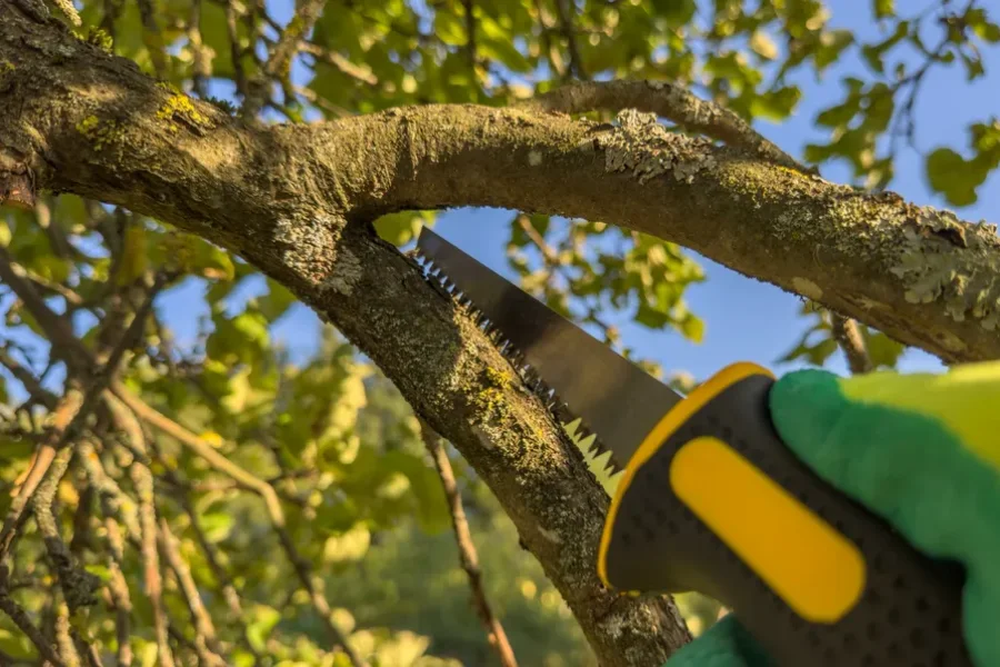 Expert Tree Trimming Service Austin, TX
