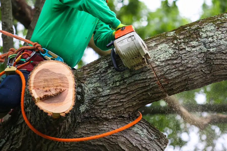 Reliable Tree Trimming Service Austin, TX
